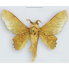 /filer/webapps/moths/media/images/V/valkyria_Theophasida_PTM_MHNG.jpg