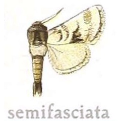 /filer/webapps/moths/media/images/S/semifasciata_Ortharbela_HT_MfN.jpg