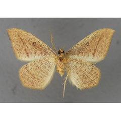 /filer/webapps/moths/media/images/F/falcata_Traminda_A_ZSM_02.jpg