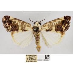 /filer/webapps/moths/media/images/A/apatelia_Acontia_AM_NHMUK.jpg