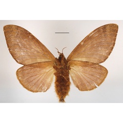 /filer/webapps/moths/media/images/H/honrathi_Pachytrina_AF_MGCLb_01.JPG