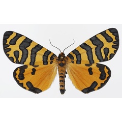 /filer/webapps/moths/media/images/T/tigris_Amphicallia_AF_Basquin_02.jpg