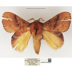 /filer/webapps/moths/media/images/E/eothina_Trichopisthia_AM_NHMUK_02.jpg