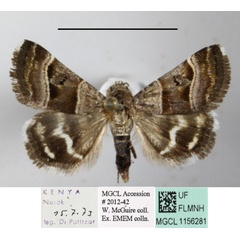 /filer/webapps/moths/media/images/H/hypotaenia_Ozarba_A_MGCLa_02.JPG