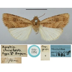 /filer/webapps/moths/media/images/S/strigibasis_Agrotis_ST_BMNH.jpg