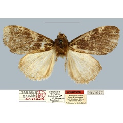 /filer/webapps/moths/media/images/B/betschi_Jabaina_HT_MNHN.jpg