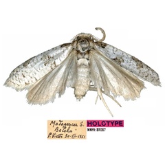 /filer/webapps/moths/media/images/T/telosamihafa_Typhonia_HT_MNHN.jpg
