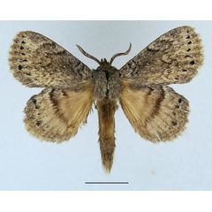 /filer/webapps/moths/media/images/N/nigrosparsata_Closterothrix_AM_Basquin_01.jpg