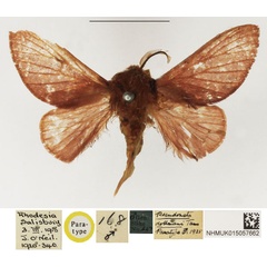 /filer/webapps/moths/media/images/D/dollmani_Pseudometa_PTM_NHMUK_01.jpg