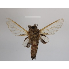 /filer/webapps/moths/media/images/S/stephania_Eulophonotus_A_MGCLb_02.JPG