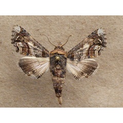 /filer/webapps/moths/media/images/G/gaedei_Eutelia_A_Butler.jpg