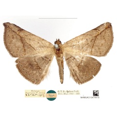 /filer/webapps/moths/media/images/A/acutissima_Parathermes_HT_BMNH_ADDUFwJ.jpg