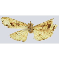 /filer/webapps/moths/media/images/H/helvella_Gnathodes_HT_NHMUKb.jpg