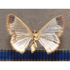 /filer/webapps/moths/media/images/E/excavata_Zamarada_A_Goff_02.jpg