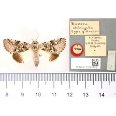 /filer/webapps/moths/media/images/D/delicata_Bamra_ST_BMNH.jpg