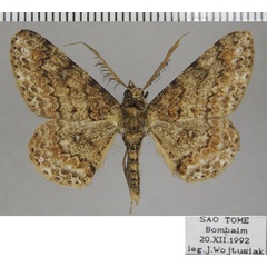 /filer/webapps/moths/media/images/V/viettei_Cleora_AM_ZSM_01.jpg