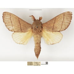 /filer/webapps/moths/media/images/A/androphila_Euphorea_AM_NHMUK.jpg