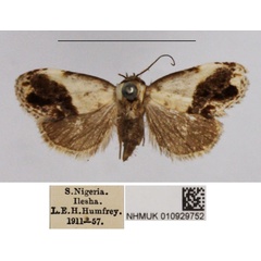 /filer/webapps/moths/media/images/M/mesoleuca_Negeta_AF_NHMUK.jpg