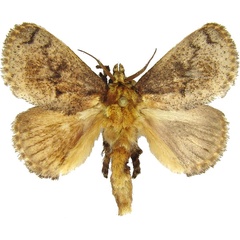 /filer/webapps/moths/media/images/C/cinerea_Tryphax_AM_MCJM.jpg