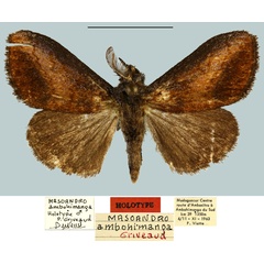 /filer/webapps/moths/media/images/A/ambohimanga_Masoandro_HT_MNHN.jpg