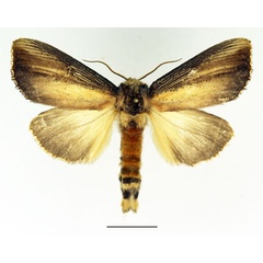 /filer/webapps/moths/media/images/A/atrata_Phalera_AM_Basquin_01.jpg