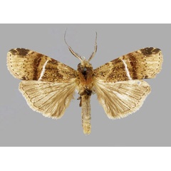 /filer/webapps/moths/media/images/A/albolineata_Gargettoscrancia_AM_RMCA.jpg