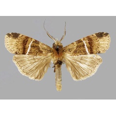 /filer/webapps/moths/media/images/A/albolineata_Gargettoscrancia_AM_RMCA.jpg