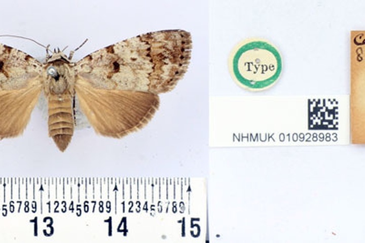 /filer/webapps/moths/media/images/M/metaphaearia_Tachosa_HT_BMNH.jpg