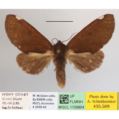 /filer/webapps/moths/media/images/A/arctipennis_Galanthella_AF_MGCLa_02.JPG