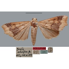 /filer/webapps/moths/media/images/S/sabulifera_Gonitis_HT_MNHN.jpg