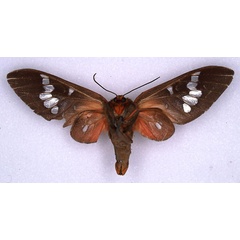 /filer/webapps/moths/media/images/S/speculigera_Balacra_HT_ZMHB_02.jpg