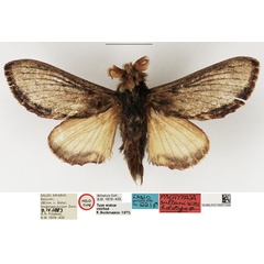 /filer/webapps/moths/media/images/S/sultani_Pachypasa_HT_NHMUK.jpg