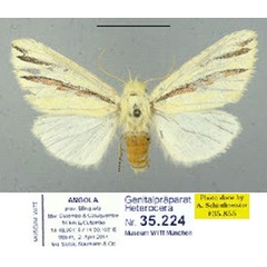 /filer/webapps/moths/media/images/T/triloris_Antheua_PTF_Schintlmeister_01.jpg