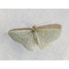 /filer/webapps/moths/media/images/F/faustinata_Phaiogramma_A_Goff.jpg
