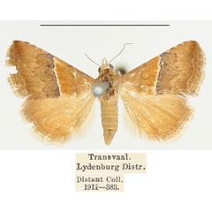 /filer/webapps/moths/media/images/S/sperans_Eublemma_A_BMNH.jpg