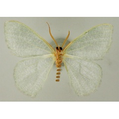 /filer/webapps/moths/media/images/L/lindemannae_Prasinocyma_HT_ZSMb.jpg