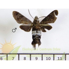 /filer/webapps/moths/media/images/C/commasiae_Leucostrophus_AM_SMCR.jpg