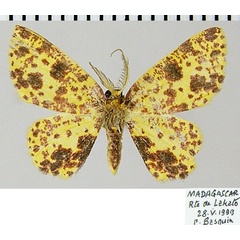 /filer/webapps/moths/media/images/A/anamale_Chrysocraspeda_AM_ZSMa.jpg