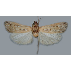 /filer/webapps/moths/media/images/Z/Zovax_vangoghi_Blesz_PT.jpg