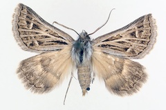 Euonychodes albivenata