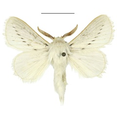 /filer/webapps/moths/media/images/P/perobliqua_Beralade_AM_ANHRT_01.jpg