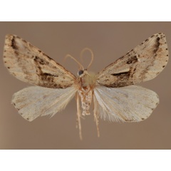 /filer/webapps/moths/media/images/M/meceneronis_Zebeeba_A_Butler.jpg