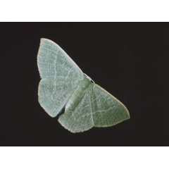 /filer/webapps/moths/media/images/O/opaca_Thalassodes_A_Roland_02.jpg