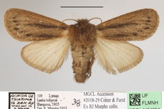 Laelia bifascia