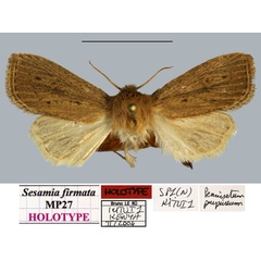 /filer/webapps/moths/media/images/F/firmata_Sesamia_HT_MNHNa.jpg