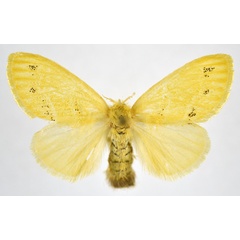 /filer/webapps/moths/media/images/D/dewitzi_Euproctis_AF_NHMO.jpg