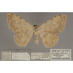 /filer/webapps/moths/media/images/N/nepheloperas_Scopula_PTF_OUMNHa_02.jpg