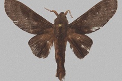 Mckenziana maighreadae