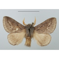 /filer/webapps/moths/media/images/N/ndoumoi_Haplopacha_AM_TMSA.jpg