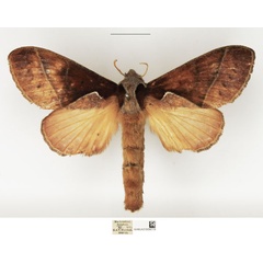 /filer/webapps/moths/media/images/C/cuneata_Stoermeriana_AF_NHMUK.jpg